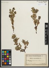 Foto von Salix myrsinites L.